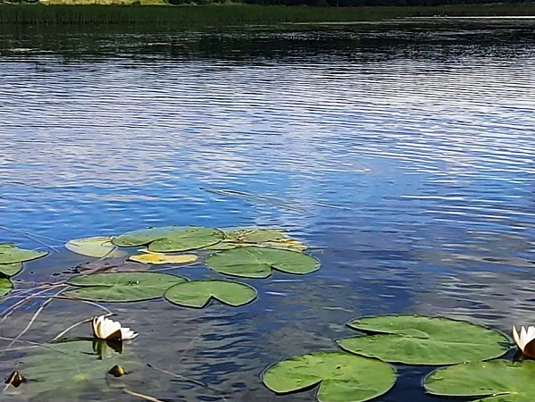«Прекрасные кувшинки на Травянском пруду»