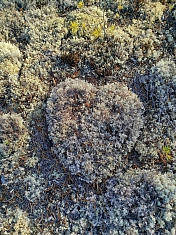 Природный лайк