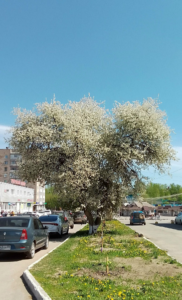 "Сердце Чернушки"