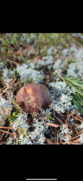 "Лесные дары"