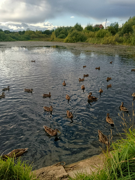 "Утки на пруду"