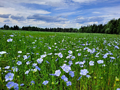 "Голубой лен"