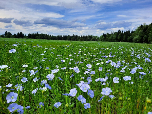 "Голубой лен"