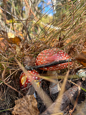 "ООПТ Каменный город - осенью особенно красив"