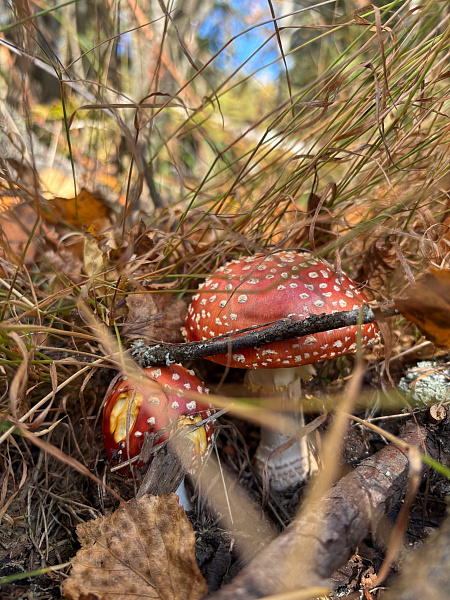 "ООПТ Каменный город - осенью особенно красив"