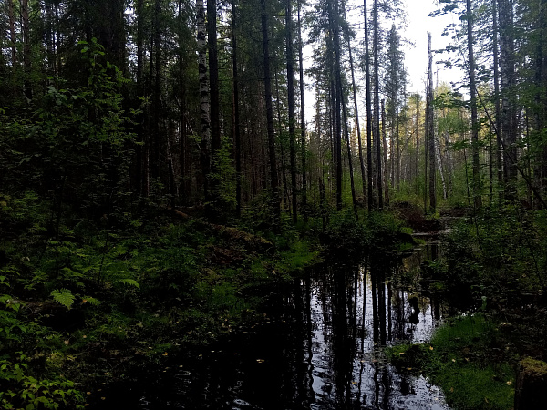 "Чудесное лесное царство"