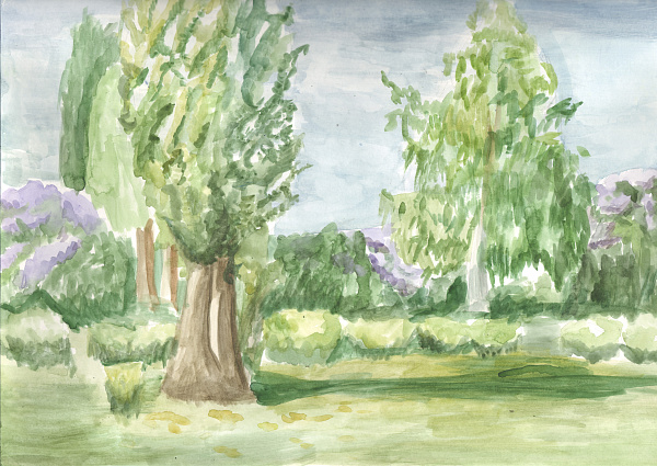 Кусты Сирени