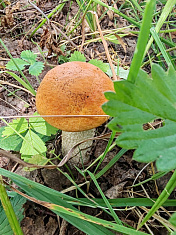 "Грибная пора"