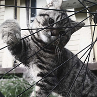 "Очаровательный полосатик"