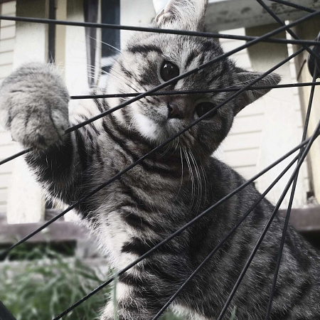 "Очаровательный полосатик"