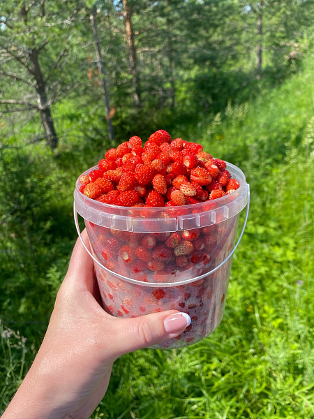 Дары чердынского леса