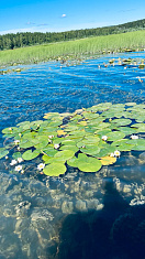 "Лысьвенский пруд"