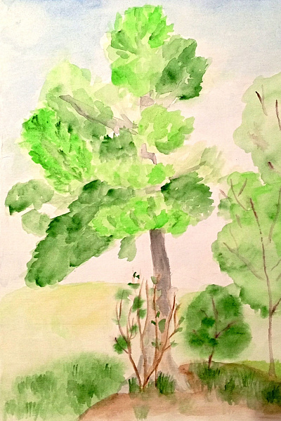 «Сосна у дома»