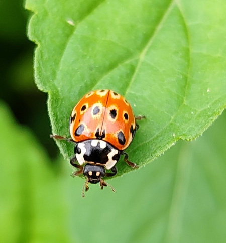 "Краски родной природы... Удивительное рядом"