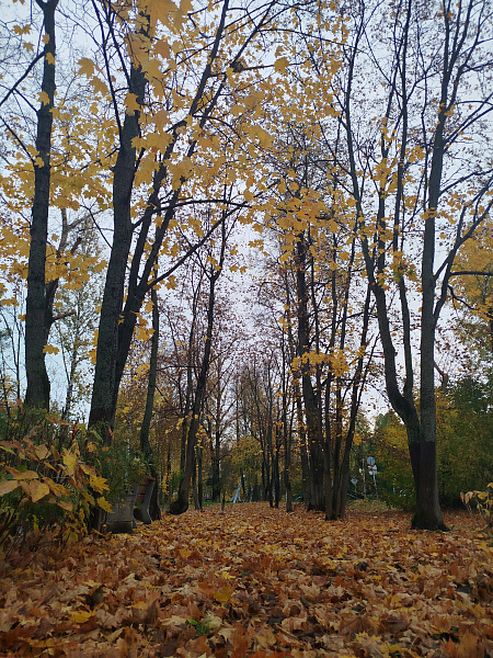 "Осень пришла"